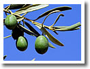 Paxos Olives, Paxos Olive Oil